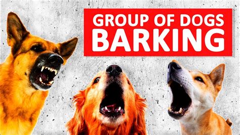 Small Dog Barking Sound Download - Videohive , After Effects,Pro Video Motion