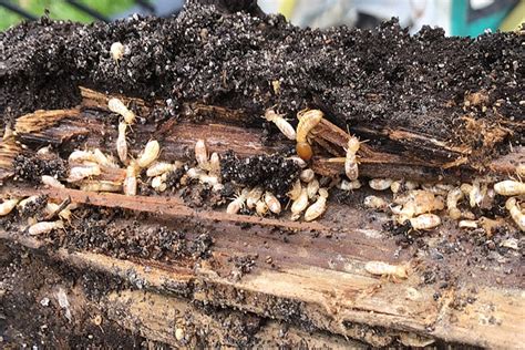 DIY Termite Control Treatment Do it yourself. DIY White Ant Treatment