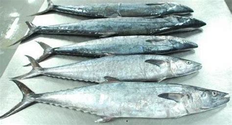 Seer Fish in Chennai, Tamil Nadu | Seer Balamash Suppliers, Dealers & Retailers in Chennai