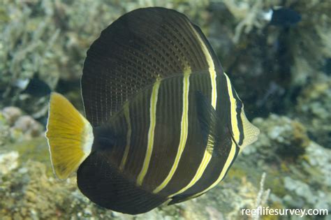 Zebrasoma veliferum - Sailfin Surgeon | ReefLifeSurvey.com