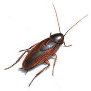 Smokybrown Cockroach Facts | Roach Removal | Orkin