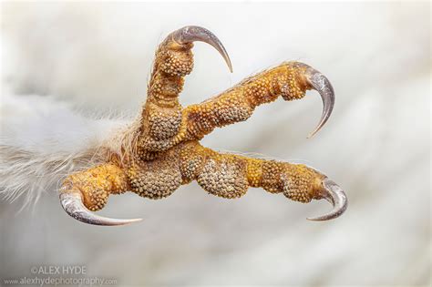 Foot of Barn Owl (Tyto alba) | Alex Hyde