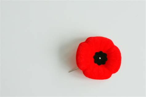 Did you wear poppy pin on Remembrance Day? | Tellwut.com