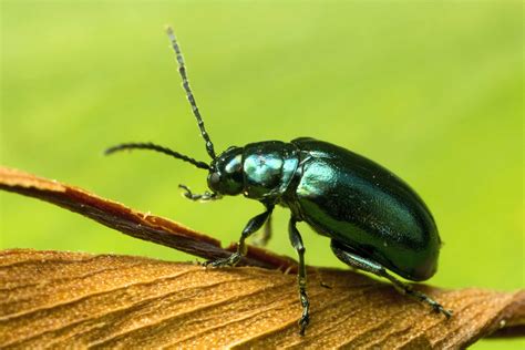 Discover 10 Types of Green Beetles - AZ Animals