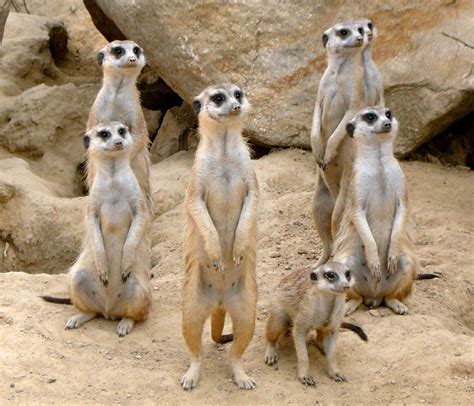 Meerkat Facts For Kids & Adults: Pictures, Video & In-Depth Information.