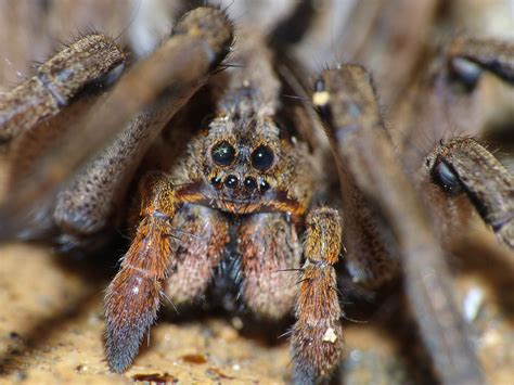 How domesticated tarantulas are dealing with COVID-19 / Boing Boing