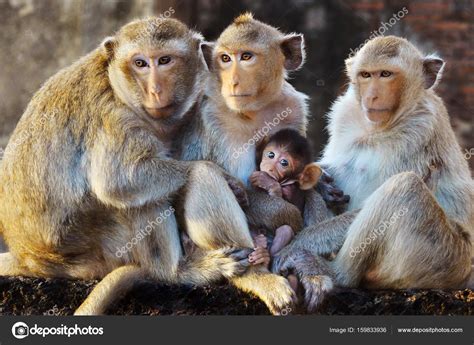 monkey family — Stock Photo © toryu_clashot #159833936