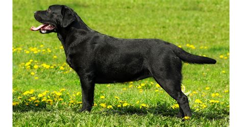 Miniature Labrador: Small Size and Dwarfism In Labs