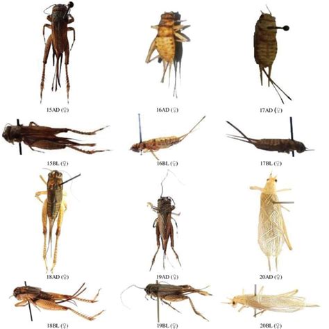 Male and female head dorsal view of Gryllidae species, subfamily ...