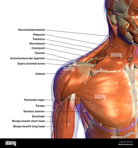 Shoulder muscles anatomy hi-res stock photography and images - Alamy