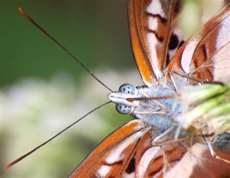 Butterfly Close-up Free Stock Photo - Public Domain Pictures