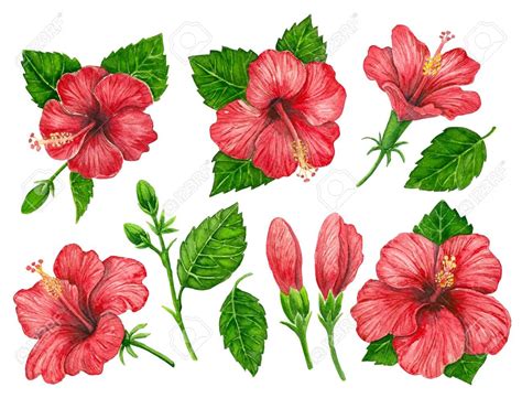 Realistic Hibiscus Flower Drawing