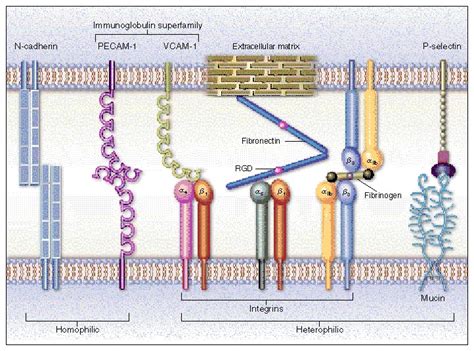 Incomodidad ligeramente dictador adhesion molecules immunology Vigilancia Microbio formato