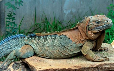 Jamaican Iguana | Hope Zoo