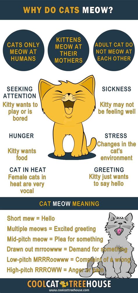 How To Say Cat In Sign Language - FEQTUZY