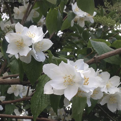 White flowering shrubs identification