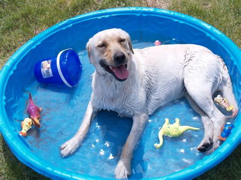 Buying a dog swimming pool - TIPS