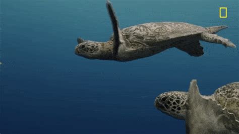 Sea Turtles Gif - IceGif