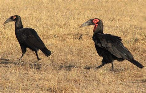 Meet the awesome animals of Malawi! | National Geographic Kids