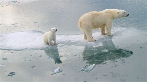 Climate change: Polar bears could be lost by 2100 - BBC News