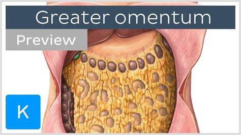 Anatomy Of Omentum - Anatomical Charts & Posters