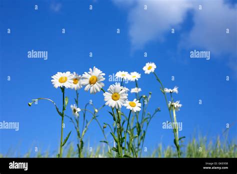 Oxeye Daisy Flowers Stock Photo - Alamy