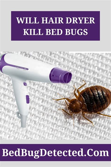 Will hair dryer kill bed bugs? | Bed bug remedies, Kill bed bugs, Bed ...