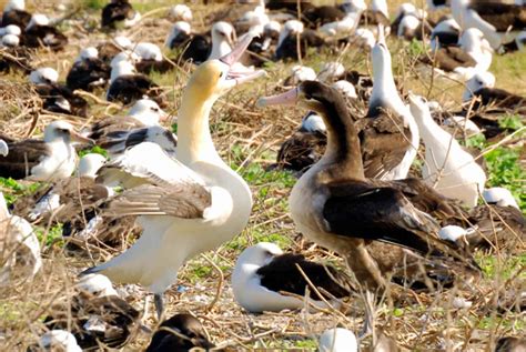 Free picture: short tailed, albatross, pair, bonding, dance