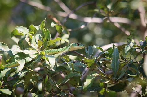 Reptiles I Love - The Spotted Bush Snake | The Go-To Guy