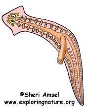 Phylum - Platyhelminthes (Flatworms)