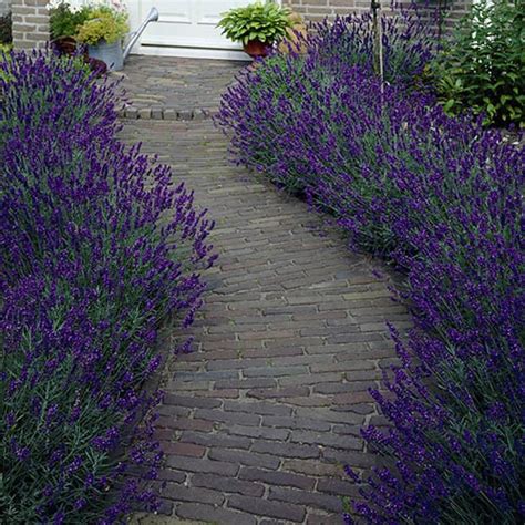 Lavender English Hidcote 2L | YouGarden