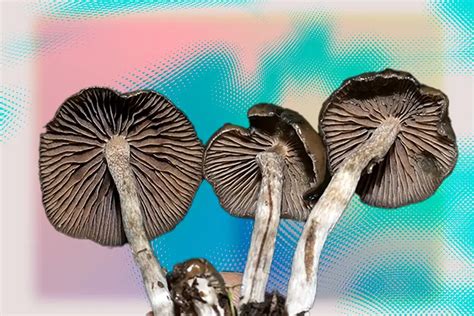 Psilocybe baeocystis: Oregon's Forgotten Shroom | DoubleBlind Mag