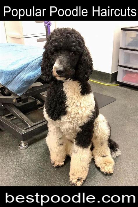 How to Groom a Poodle | Poodle grooming, Standard poodle grooming, Poodle puppy standard