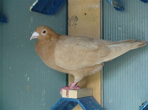 Recessive Red And Yellow Racing Homing Pigeons For Sale In New Jersey in Little Ferry, New ...