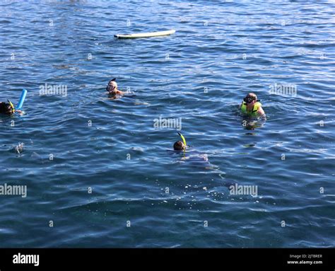 Four people snorkeling in the Pacific Ocean with a visible tropical ...