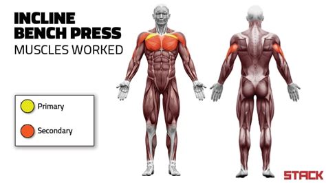 Do The Incline Bench Press for a Stronger and Bigger Chest (With Form Tips and Variations) - stack