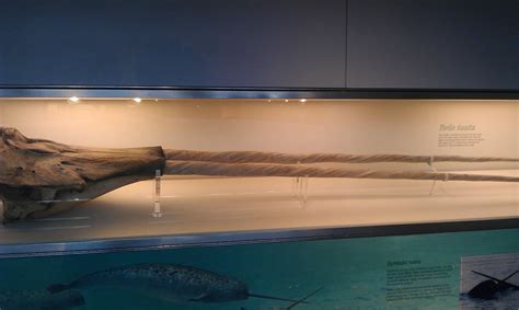 Just a twin-tusk Narwhal skull I saw at the Natural History Museum in ...