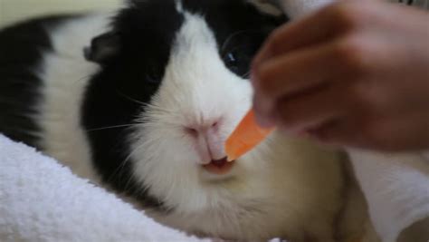 Guinea Pig Eating Carrot Stock Footage Video (100% Royalty-free ...