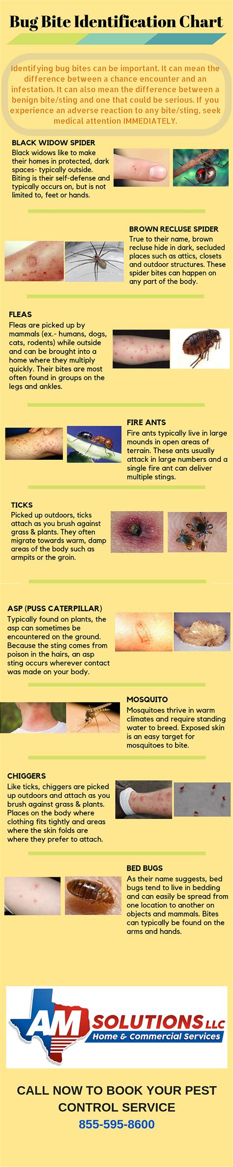 Bug Bite Identification Chart | AM Solutions LLC | Houston