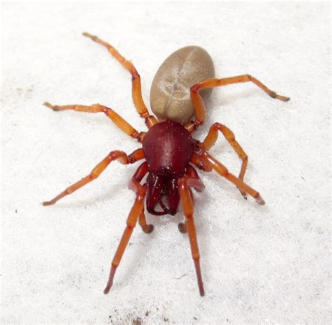 Woodlouse Spider (California Academy of Sciences Living Roof Fauna) · iNaturalist.org