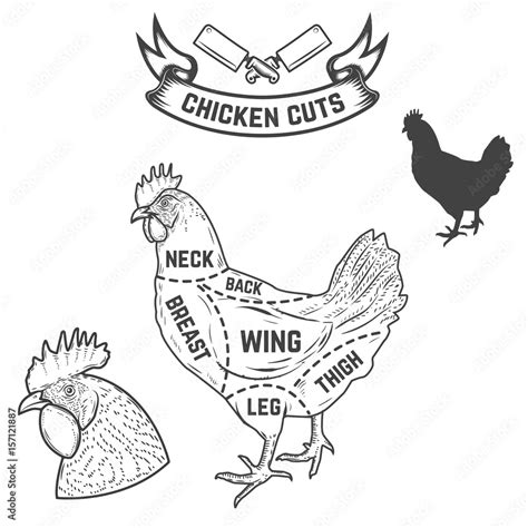 Chicken butcher diagram. Design element for poster, menu. Vector ...