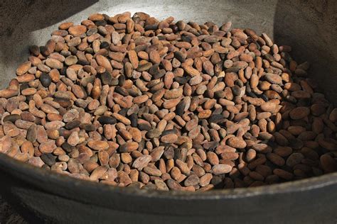 The Process Of Roasting Cocoa Beans - The Food Untold