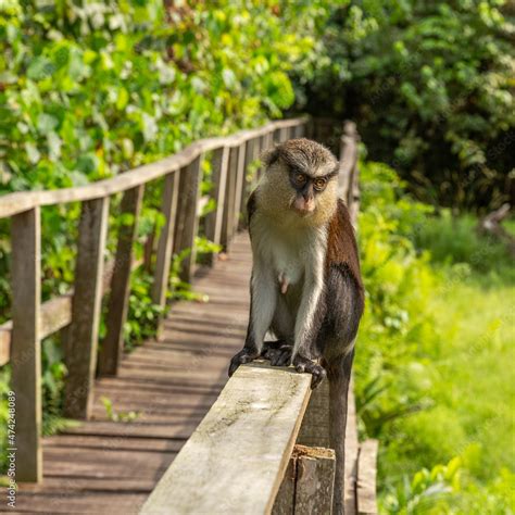 Mona Monkey at Lekki Conservation centre. The centre is located in ...