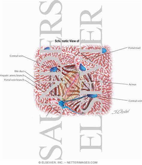 Schematic View of a Liver Acinus