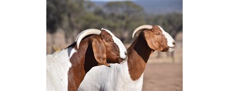 The Boer Goat | Ariibi Cattle & Shoat Ranch