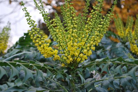 Mahonia Winter Sun. Garden Shrubs for Sale. Letsgoplanting.co.uk