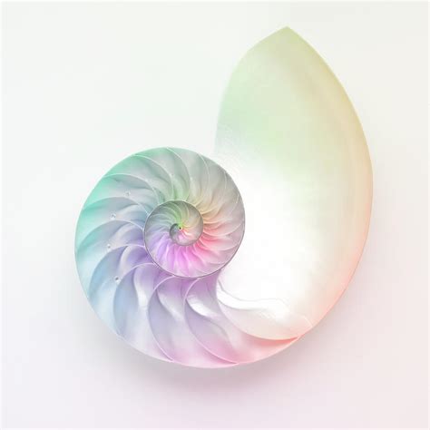 Nautilus Shell by Angel Rodriguez