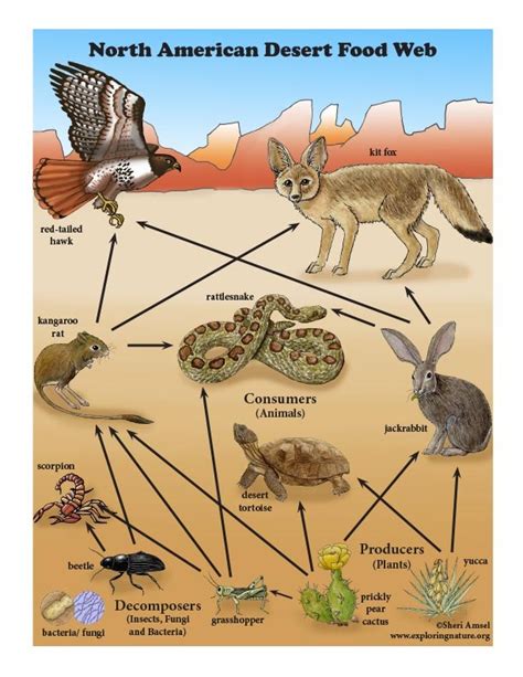 Desert Decomposers In Food Chain