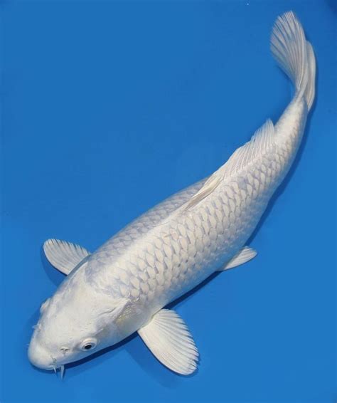 Live koi fish 14" Platinum White Ogon Koibay | Aquarium fish for sale, Fish, Koi fish