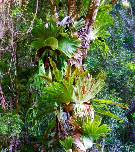 Rainforest-Ferns - Australia by Red Nomad OZ